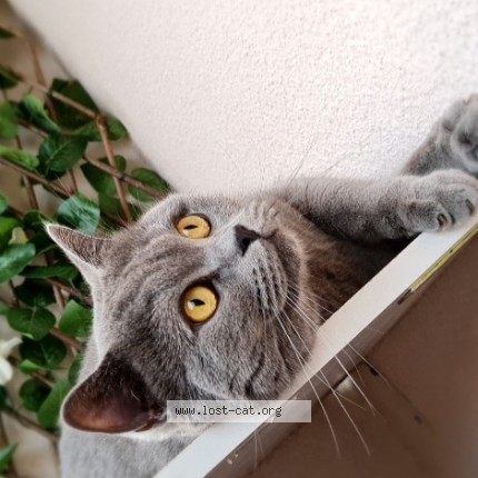Photo of a cat found in Lisboa