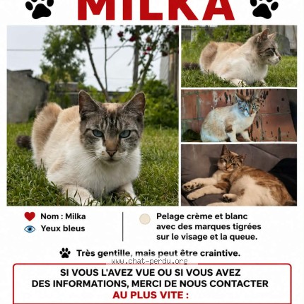 Foto 1/1 milka Kat vermist in Quaregnon