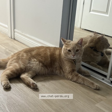 Photo 1/1 Vanilla Cat lost in Sherbrooke