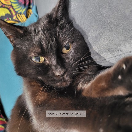 Photo of a cat found in Pessac