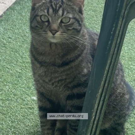 Photo of a cat found in Tourcoing