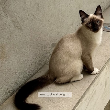 Foto de gato perdido em Porto