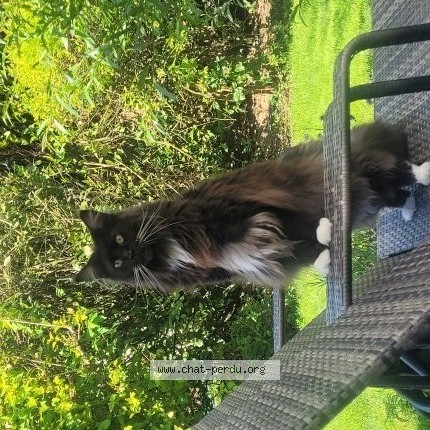 Photo of a cat found in Esquerdes