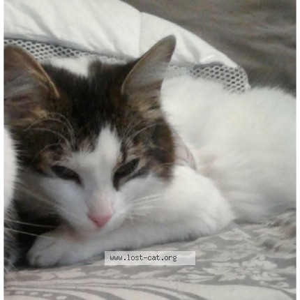Photo 1/1 Katie Cat lost in Toronto