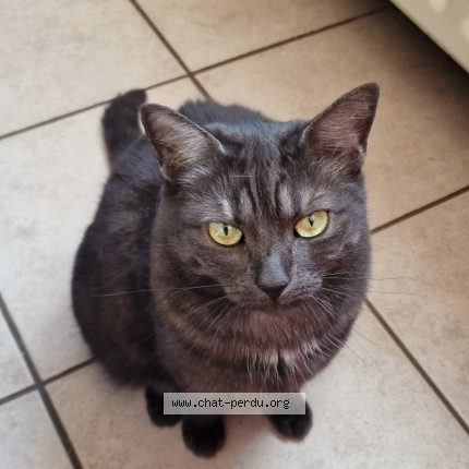 Foto 1/1 Kat teruggevonden Vermist in Molenbeek Saint Jean