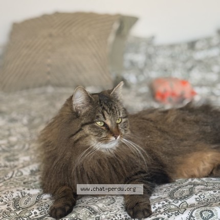 Photo of a cat found in Veigy Foncenex