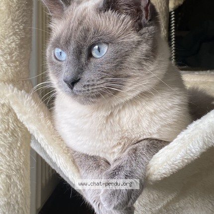 Photo of a cat found in Brive