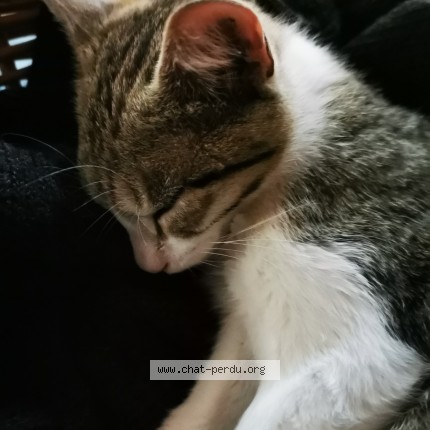 Photo of a cat found in Montgivray
