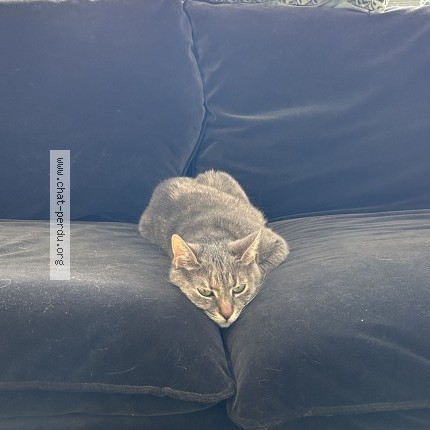 Photo of a cat found in Saint Cyr L Ecole
