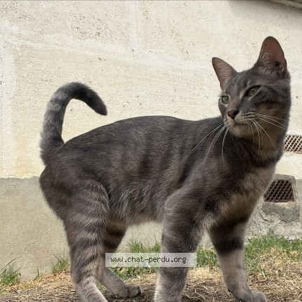 Photo of a cat found in Merignac