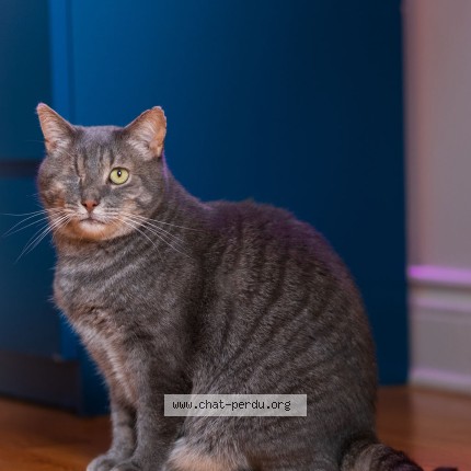 Photo 1/1 Piratt Cat lost in Sainte Lucie Des Laurentides