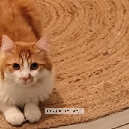 Foto einer wiedergefundenen Katze in Saint Jean De Braye