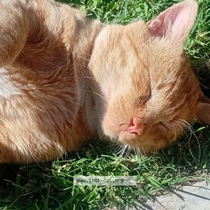 Picture of cat lost at Pretoria