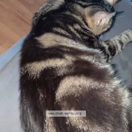 Foto 1/1 loki Kat vermist in Uccle