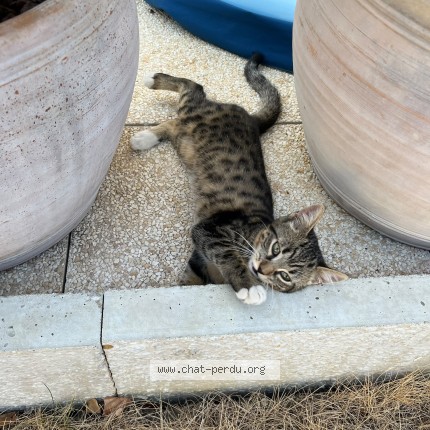 Photo of a cat found in Sartrouville