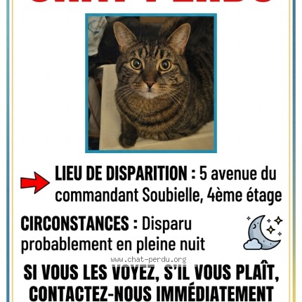 Photo of a cat found in Perpignan