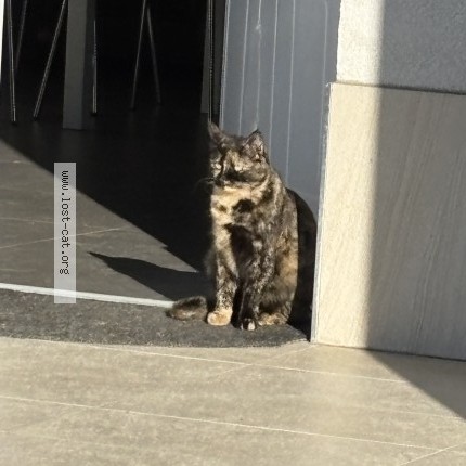 Foto 2/2 Piccioletta Gatto smarrito a San Marcellino