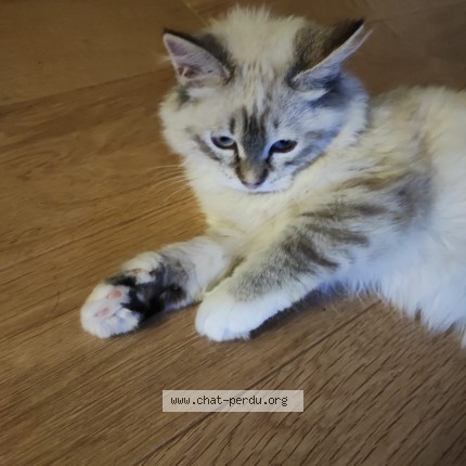 Photo of a cat found in Frontenay Rohan Rohan