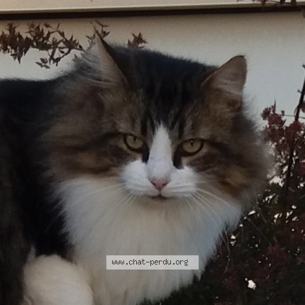 Photo of a cat found in Bretignolles Sur Mer