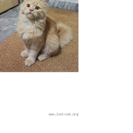 Picture of cat lost at Rwp