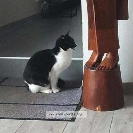 Foto 1/1 Kat teruggevonden Vermist in Luttre