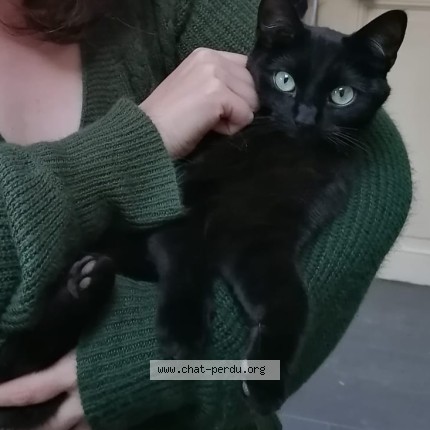 Foto 1/1 Kurama Kat vermist in Soignies