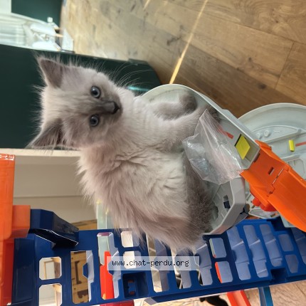 Photo of a cat found in St Brevin L Ocean