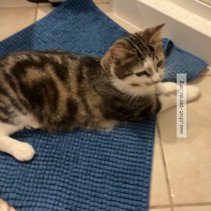 Photo 1/1 billy Cat lost in St Augustin De Desmaures