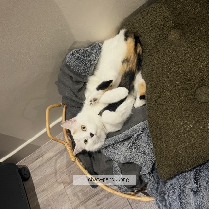 Photo of a cat found in Vern D Anjou