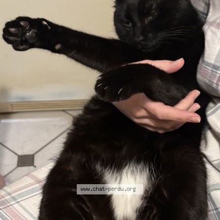 Photo of a cat found in Pontoise