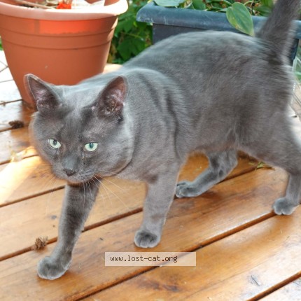 Photo 2/2 Found cat Found in Maple