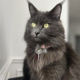 athena