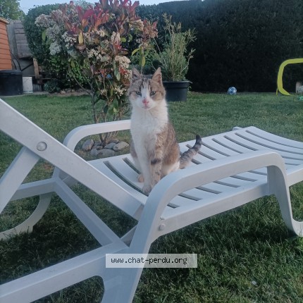Photo of a cat found in Montfaucon Montigne