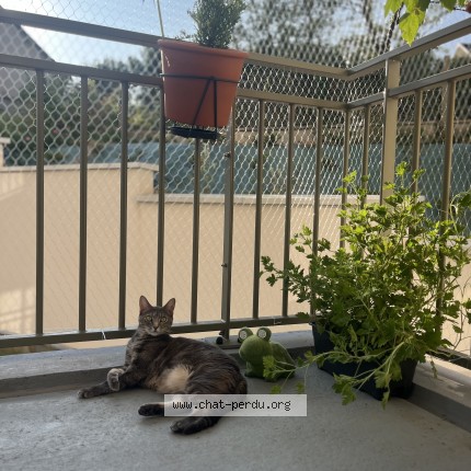 Photo of a cat found in Lyon