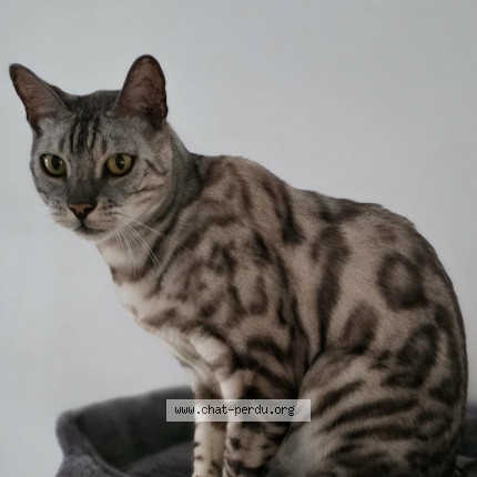 Foto 1/1 Kat teruggevonden Vermist in Seraing