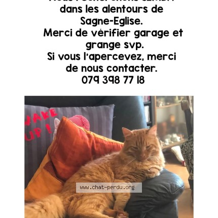 Foto 1/1 SIMBA Katze verloren in La Sagne