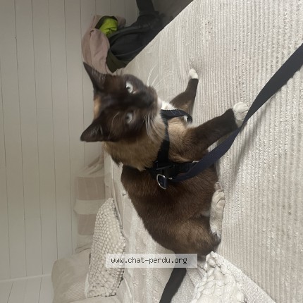 Photo of a cat found in La Teste De Buch