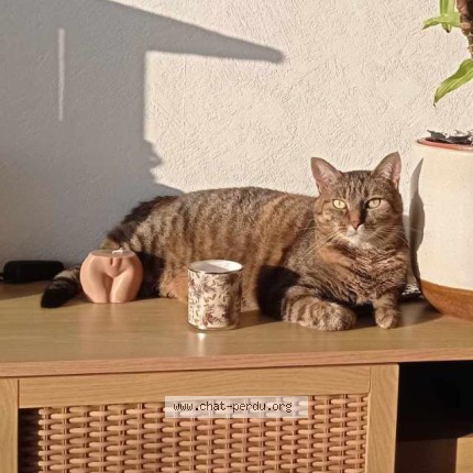 Photo of a cat found in Le Bignon