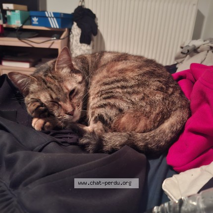 Photo of a cat found in Ixelles