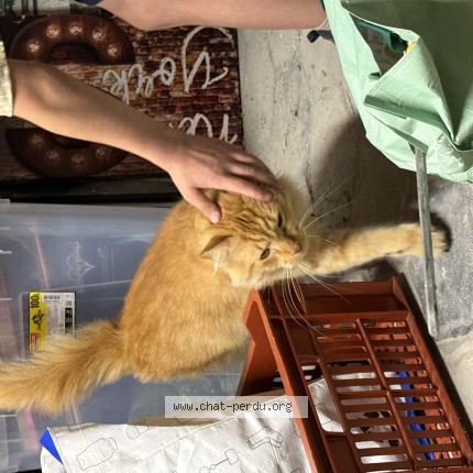 Foto 1/1 Kat teruggevonden Gevonden in Bruxelles