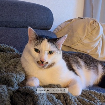 Foto 1/1 Pastis Katze verloren in Prez Vers Noreaz
