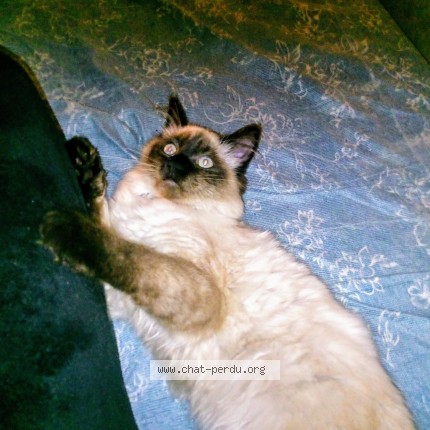Photo of a cat found in Les Ulis
