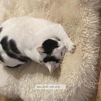 Foto 1/1 Nala Kat vermist in Alle Sur Semois