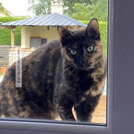 Photo of a cat found in Vignonet
