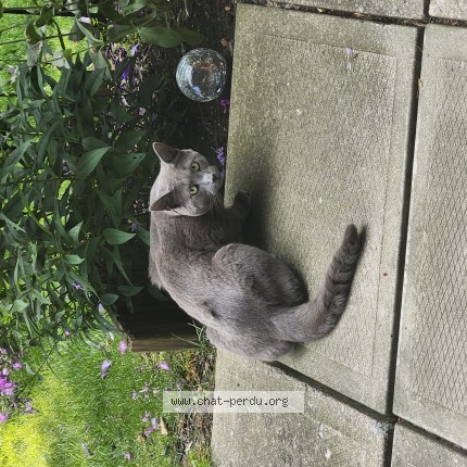 Photo 1/1 Found cat Found in St Lambert