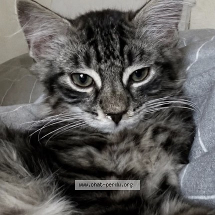 Foto 1/1 Meiko Kat vermist in Bruxelles