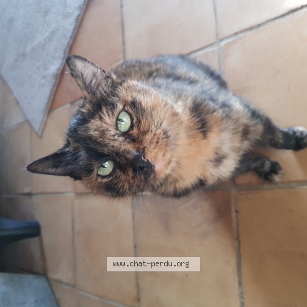 Photo of a cat found in Noyant D Allier