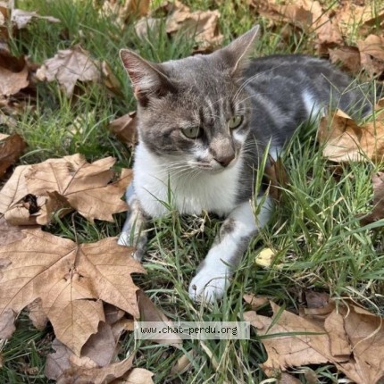 Photo of a cat found in Authezat