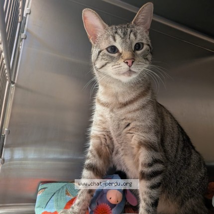 Picture of cat found at Perigny