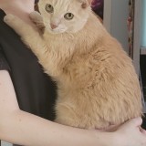Linus